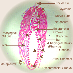 labeled Amphioxus x.s.