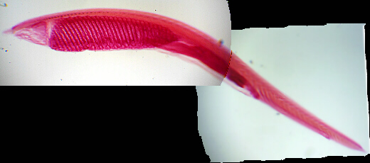 amphioxus