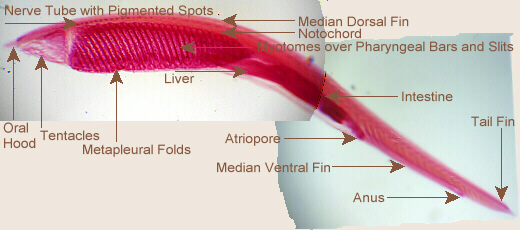 labeled Amphioxus l.s.