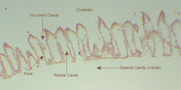 labeled Grantia sponge