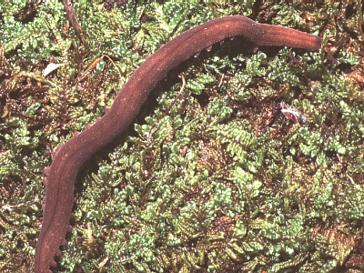 Macroperipatus  M. K. Busching