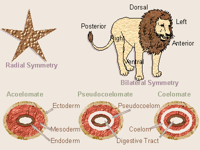 Body Parts