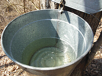 Sap Dripping into Bucket