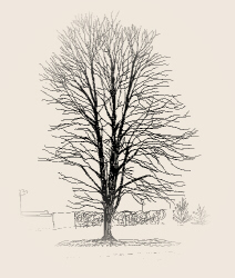 Maple that was cut down