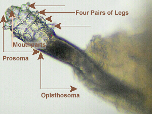 Labeled Eyelash Mite