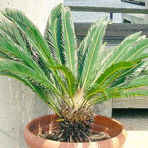 Cycad