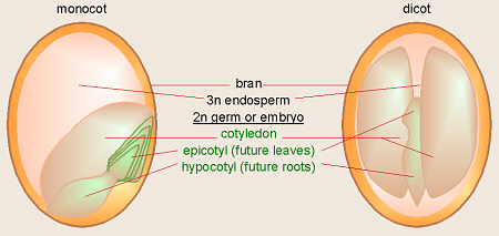 Monocot and Dicot Sprouts