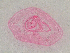 prepared slide of cross section