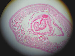 prepared slide of cross section