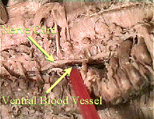 worm nervous system and ventral blood vessel