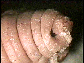 worm mouth
