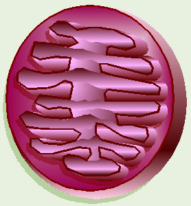 Mitochondrion