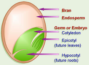 Cross Section of Wheat Berry
