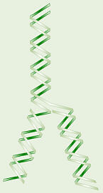 DNA Replication