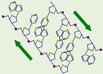 DNA