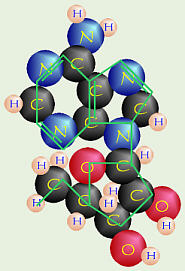 Nucleoside