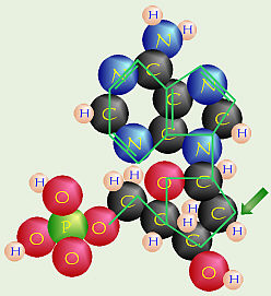 Nucleotide