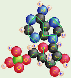 Nucleotide