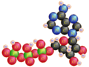 Structure of ATP
