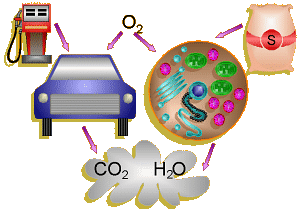 Comparison of Cell and Car