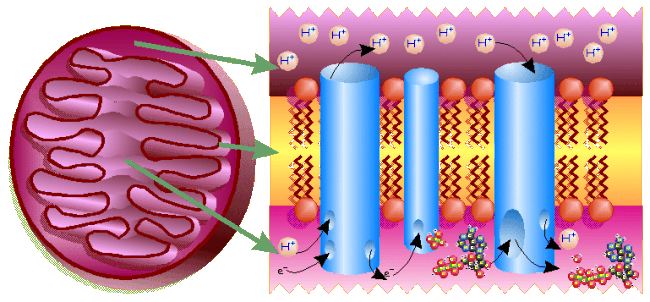 Electron Transport Chain