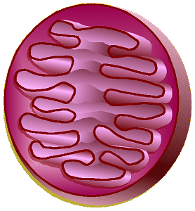 Mitochondrion