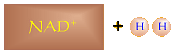 NAD+ + 2 H