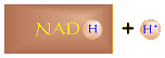 NADH + H+
