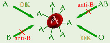 Antigen-Antibody Reactions