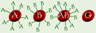 Blood Cell Antigens