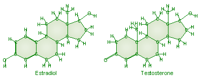 Estrogen and Testosterone