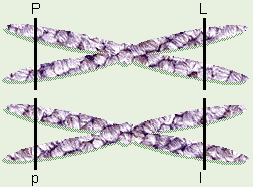 Linked Genes