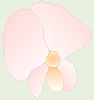 White Pea Flower