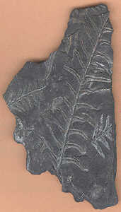 Fossil