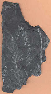 Fossil