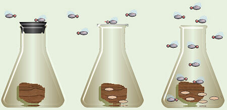 Fly Experiment
