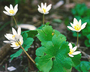 Bloodroot