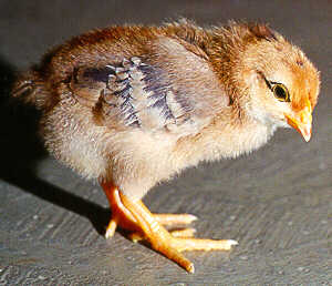 Chick
