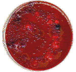 Iced Tea