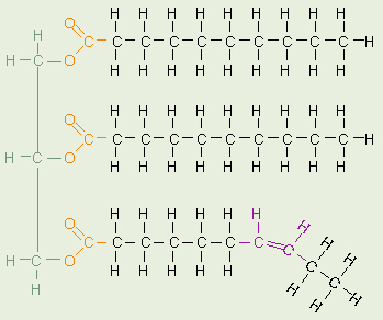 Triglyceride