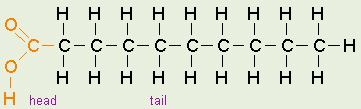 One Fatty Acid