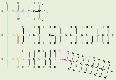 Lecithin