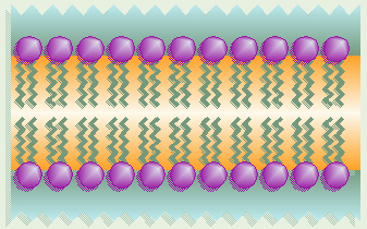 Phospholipid Bilayer