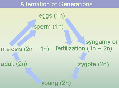 Alternation of Generations