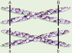 Homologous Chromosomes