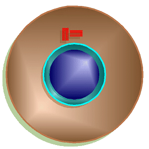 Meiosis Movie
