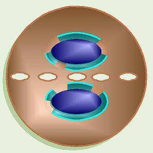 Plant Cytokinesis