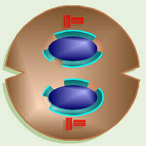 Animal Cytokinesis