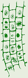 Onion Root Tip Mitosis