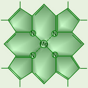 Central Structure of Chlorophyll